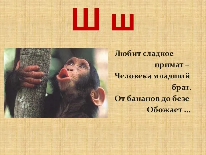 Ш ш Любит сладкое примат – Человека младший брат. От бананов до безе Обожает ...