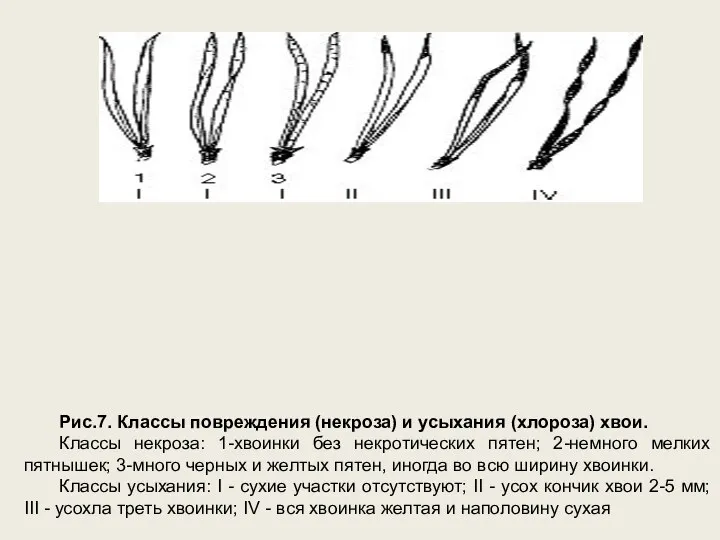 Рис.7. Классы повреждения (некроза) и усыхания (хлороза) хвои. Классы некроза: 1-хвоинки