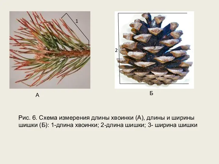 1 Б 3 2 А Рис. 6. Схема измерения длины хвоинки