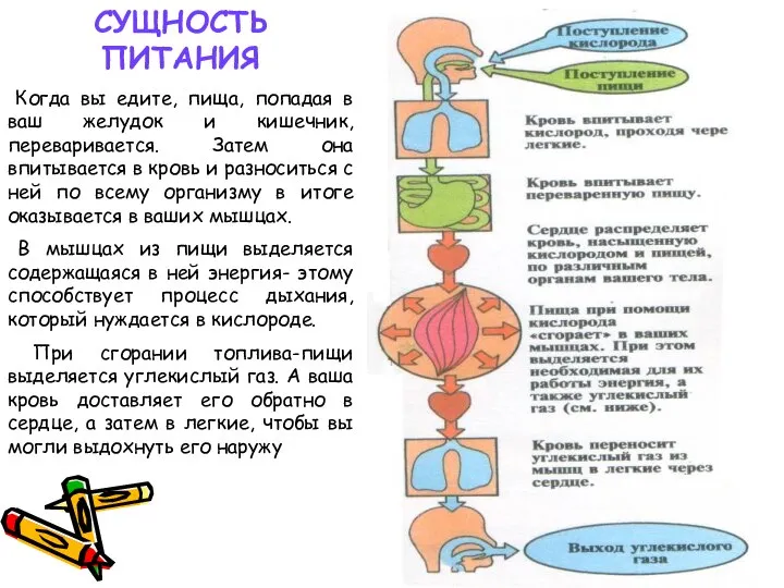 Когда вы едите, пища, попадая в ваш желудок и кишечник, переваривается.