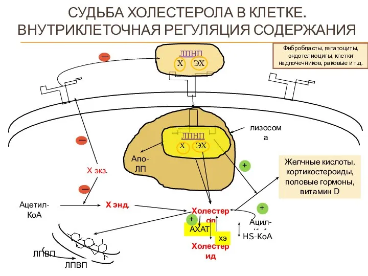 СУДЬБА ХОЛЕСТЕРОЛА В КЛЕТКЕ. ВНУТРИКЛЕТОЧНАЯ РЕГУЛЯЦИЯ СОДЕРЖАНИЯ Фибробласты, гепатоциты, эндотелиоциты, клетки