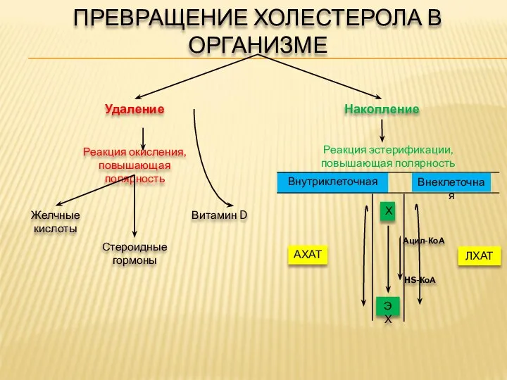 ПРЕВРАЩЕНИЕ ХОЛЕСТЕРОЛА В ОРГАНИЗМЕ Витамин D Стероидные гормоны Желчные кислоты Реакция