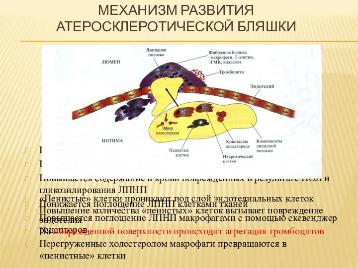 МЕХАНИЗМ РАЗВИТИЯ АТЕРОСКЛЕРОТИЧЕСКОЙ БЛЯШКИ Повышается содержание ЛПНП в крови Повышается время