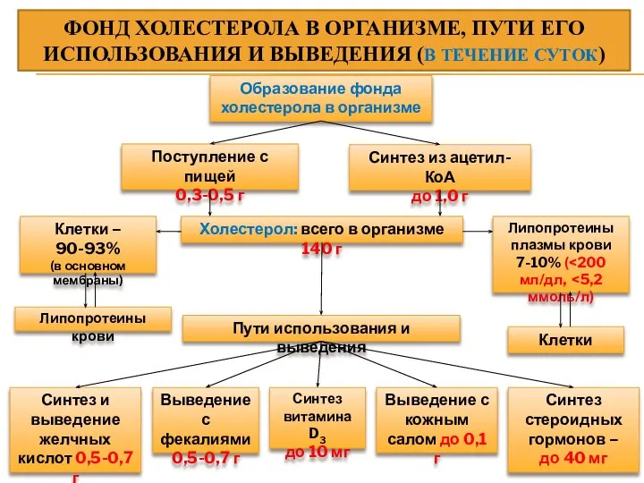 ФОНД ХОЛЕСТЕРОЛА В ОРГАНИЗМЕ, ПУТИ ЕГО ИСПОЛЬЗОВАНИЯ И ВЫВЕДЕНИЯ (В ТЕЧЕНИЕ