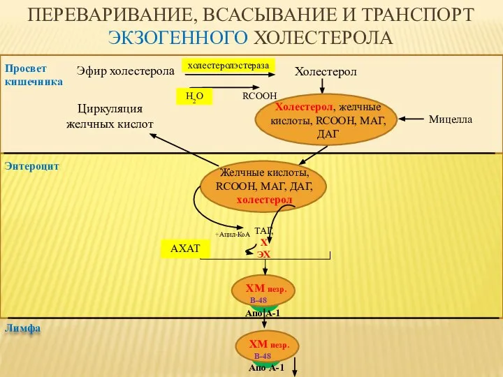 ПЕРЕВАРИВАНИЕ, ВСАСЫВАНИЕ И ТРАНСПОРТ ЭКЗОГЕННОГО ХОЛЕСТЕРОЛА Эфир холестерола Холестерол RCOOH Просвет