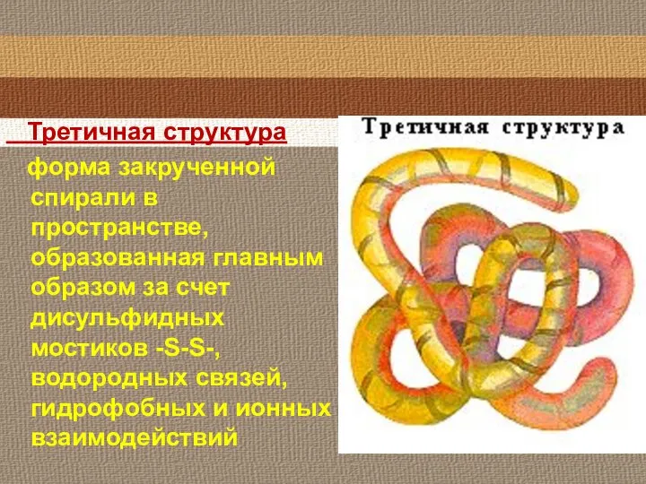 Третичная структура форма закрученной спирали в пространстве, образованная главным образом за