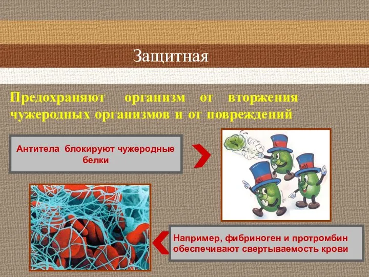 Защитная Например, фибриноген и протромбин обеспечивают свертываемость крови Антитела блокируют чужеродные