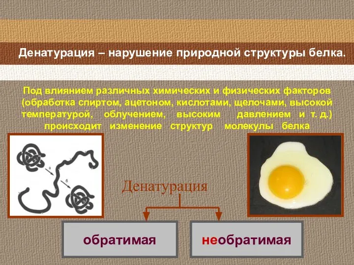 Денатурация – нарушение природной структуры белка. Денатурация Под влиянием различных химических