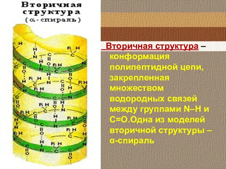 Вторичная структура – конформация полипептидной цепи, закрепленная множеством водородных связей между