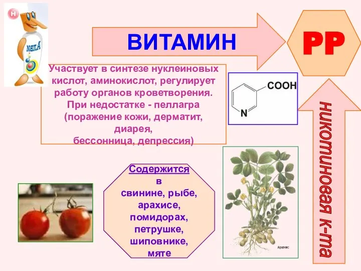 ВИТАМИН PP никотиновая к-та Участвует в синтезе нуклеиновых кислот, аминокислот, регулирует