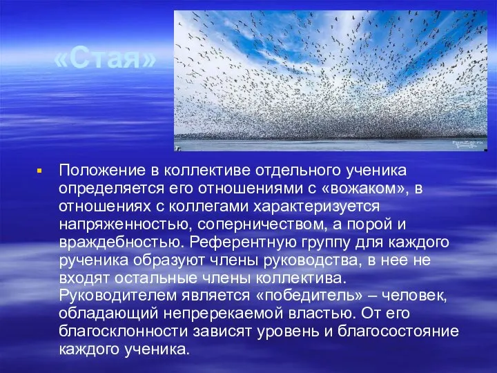 «Стая» Положение в коллективе отдельного ученика определяется его отношениями с «вожаком»,