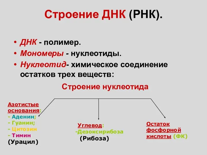 Строение ДНК (РНК). ДНК - полимер. Мономеры - нуклеотиды. Нуклеотид- химическое