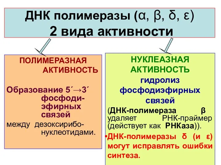 ДНК полимеразы (α, β, δ, ε) 2 вида активности НУКЛЕАЗНАЯ АКТИВНОСТЬ