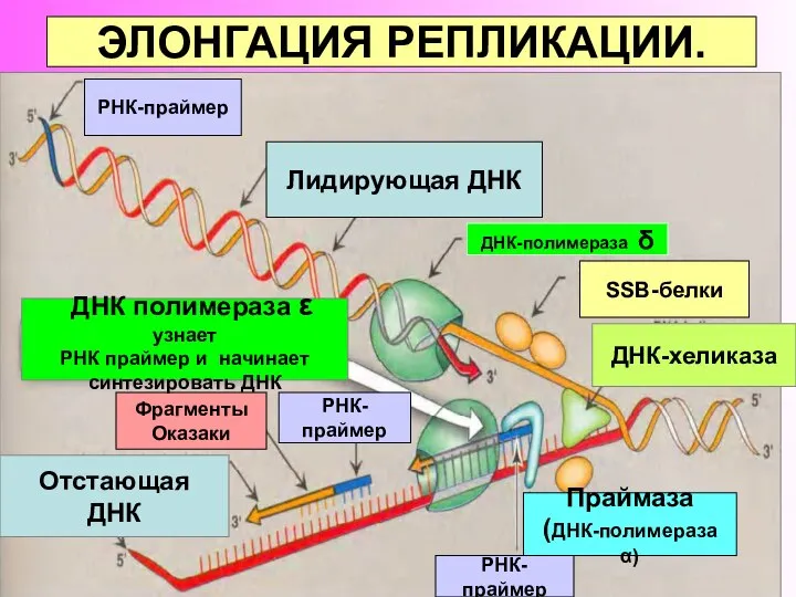 ЭЛОНГАЦИЯ РЕПЛИКАЦИИ. РНК-праймер ДНК-хеликаза РНК-праймер РНК-праймер Фрагменты Оказаки Праймаза (ДНК-полимераза α)