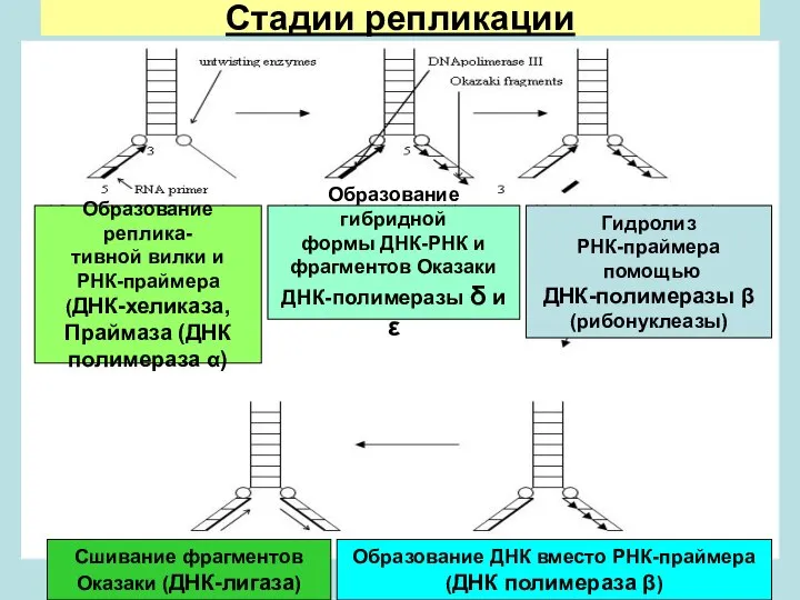 Стадии репликации Образование реплика- тивной вилки и РНК-праймера (ДНК-хеликаза, Праймаза (ДНК