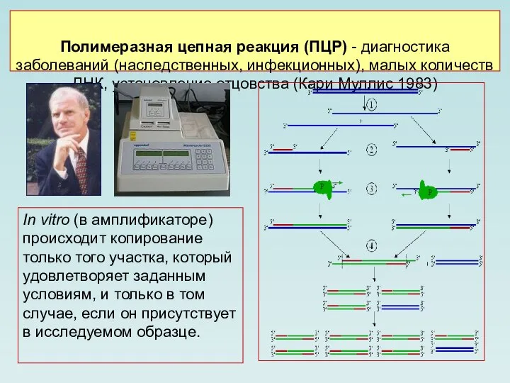 Полимеразная цепная реакция (ПЦР) - диагностика заболеваний (наследственных, инфекционных), малых количеств