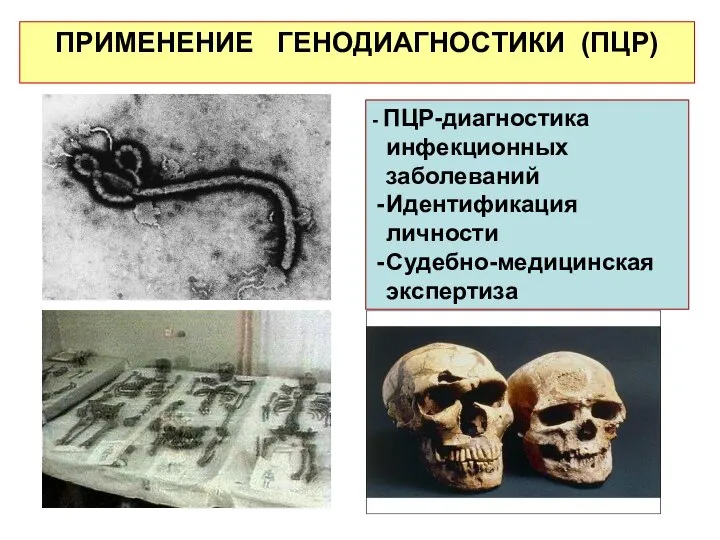 ПРИМЕНЕНИЕ ГЕНОДИАГНОСТИКИ (ПЦР) - ПЦР-диагностика инфекционных заболеваний Идентификация личности Судебно-медицинская экспертиза