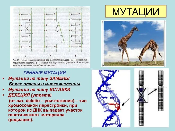 МУТАЦИИ ГЕННЫЕ МУТАЦИИ Мутации по типу ЗАМЕНЫ Более опасны и многочисленны