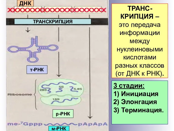 ТРАНС-КРИПЦИЯ – это передача информации между нуклеиновыми кислотами разных классов (от