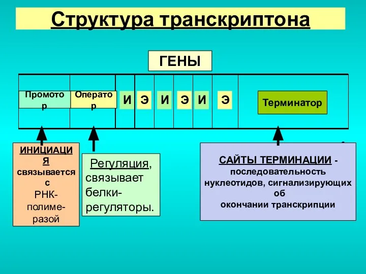 Genes Регуляция, связывает белки-регуляторы. sequence of nucleotides giving the signal about