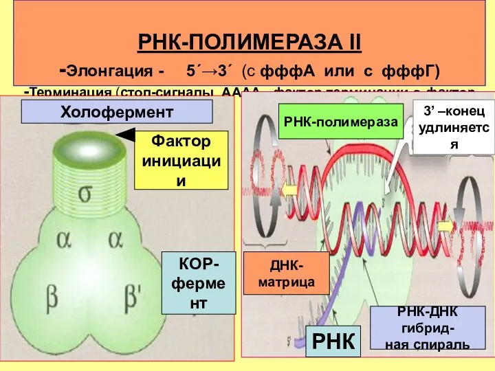 РНК-ПОЛИМЕРАЗА II -Элонгация - 5΄→3΄ (с фффA или с фффГ) -Терминация