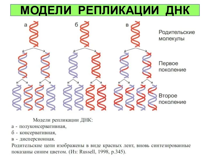 МОДЕЛИ РЕПЛИКАЦИИ ДНК