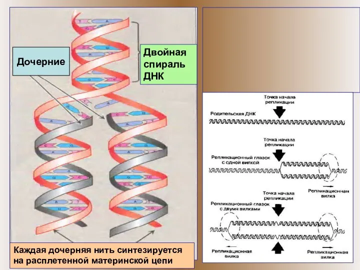 ппп Дочерние Каждая дочерняя нить синтезируется на расплетенной материнской цепи Двойная спираль ДНК