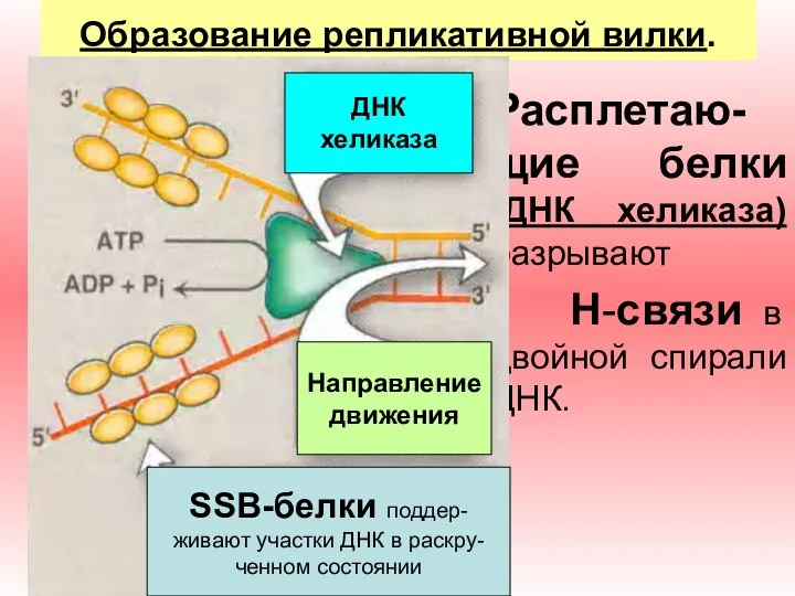 Образование репликативной вилки. Расплетаю-щие белки (ДНК хеликаза) разрывают H-связи в двойной