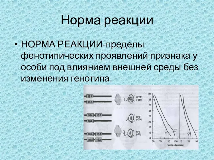 Норма реакции НОРМА РЕАКЦИИ-пределы фенотипических проявлений признака у особи под влиянием внешней среды без изменения генотипа.