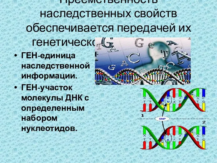 Преемственность наследственных свойств обеспечивается передачей их генетической информации. ГЕН-единица наследственной информации.