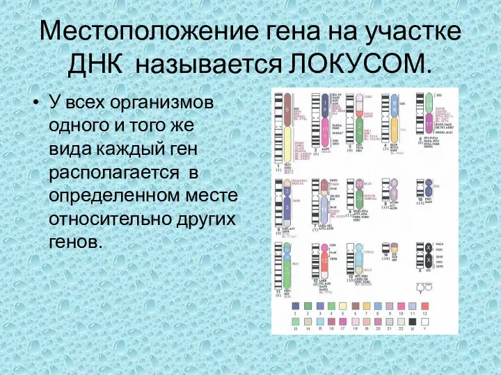 Местоположение гена на участке ДНК называется ЛОКУСОМ. У всех организмов одного