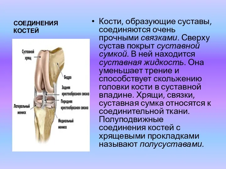 СОЕДИНЕНИЯ КОСТЕЙ Кости, образующие суставы, соединяются очень прочными связками. Сверху сустав