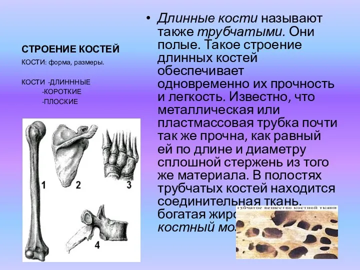 СТРОЕНИЕ КОСТЕЙ Длинные кости называют также трубчатыми. Они полые. Такое строение