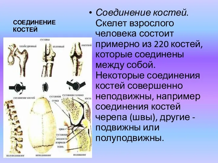 СОЕДИНЕНИЕ КОСТЕЙ Соединение костей. Скелет взрослого человека состоит примерно из 220