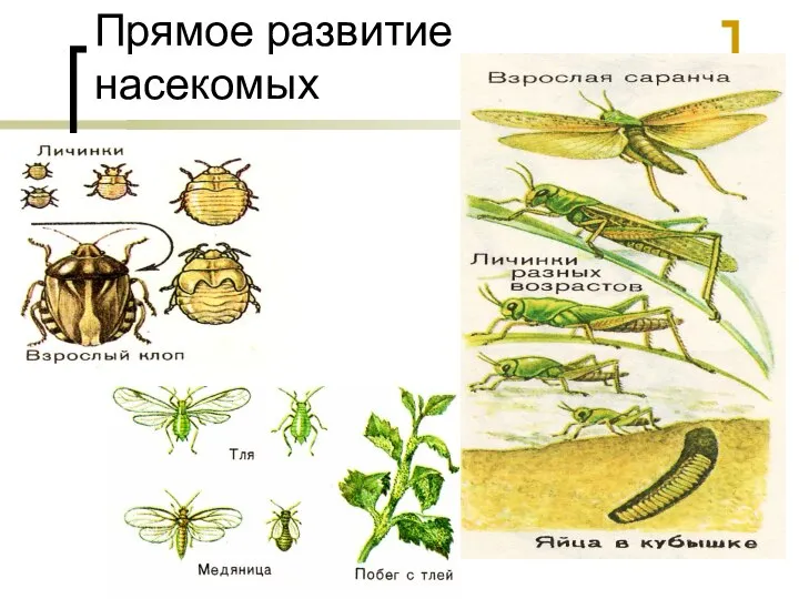 Прямое развитие насекомых