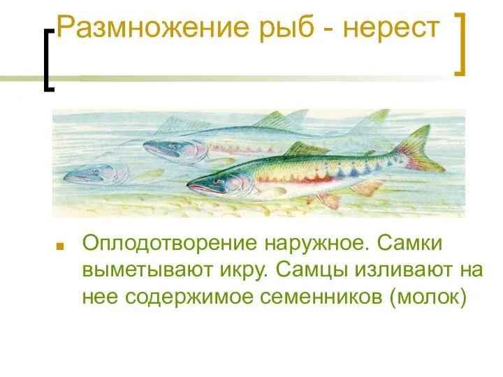Размножение рыб - нерест Оплодотворение наружное. Самки выметывают икру. Самцы изливают на нее содержимое семенников (молок)