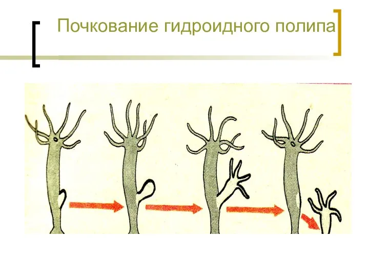 Почкование гидроидного полипа