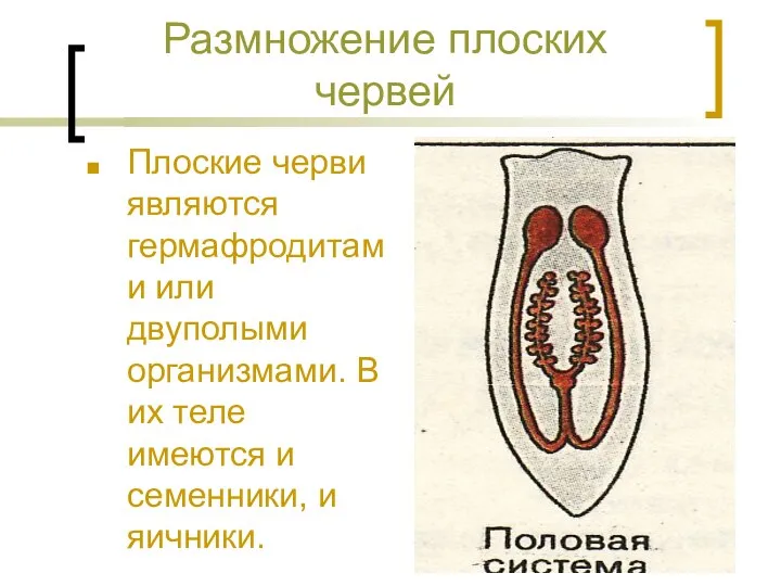 Размножение плоских червей Плоские черви являются гермафродитами или двуполыми организмами. В