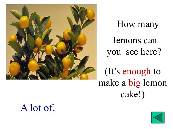 How many lemons can you see here? A lot of. (It’s