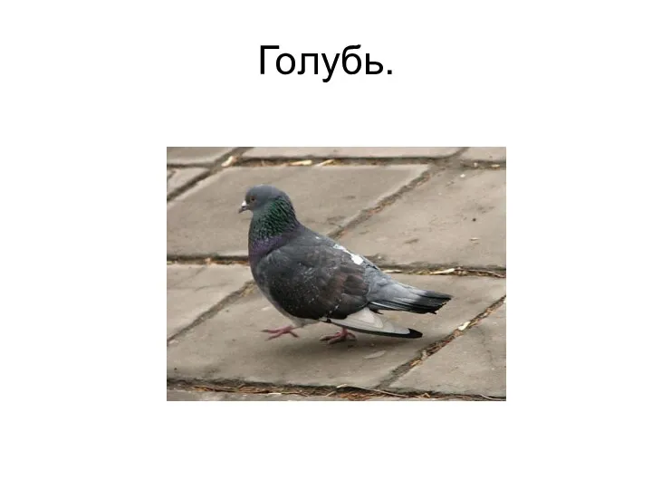 Голубь.