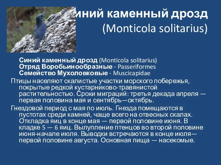Синий каменный дрозд (Monticola solitarius) Синий каменный дрозд (Monticola solitarius) Отряд