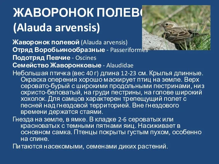 ЖАВОРОНОК ПОЛЕВОЙ (Alauda arvensis) Жаворонок полевой (Alauda arvensis) Отряд Воробьинообразные -