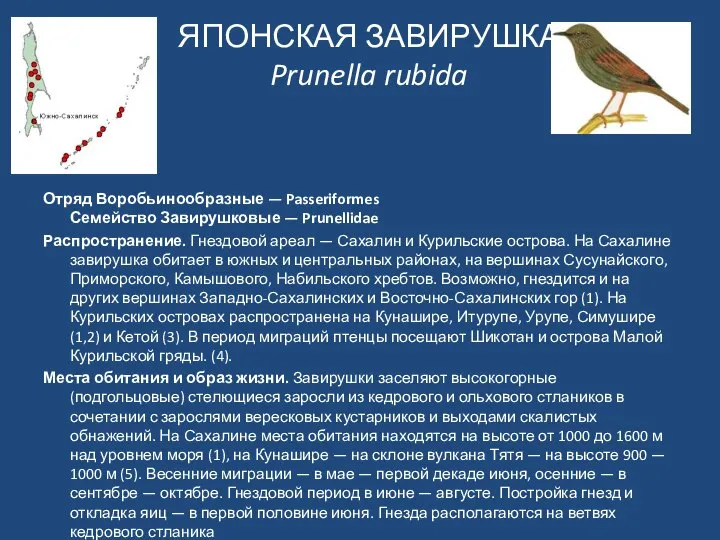 ЯПОНСКАЯ ЗАВИРУШКА Prunella rubida Отряд Воробьинообразные — Passeriformes Семейство Завирушковые —