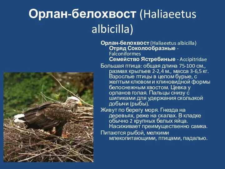 Орлан-белохвост (Haliaeetus albicilla) Орлан-белохвост (Haliaeetus albicilla) Отряд Соколообразные - Falconiformes Семейство