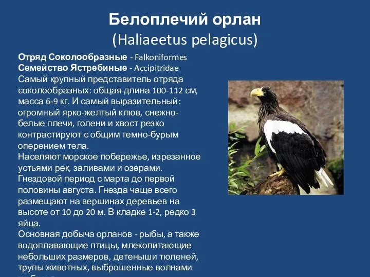 Белоплечий орлан (Haliaeetus pelagicus) Отряд Соколообразные - Falkoniformes Семейство Ястребиные -