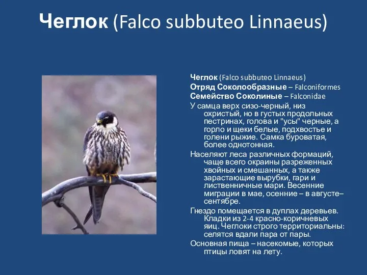Чеглок (Falco subbuteo Linnaeus) Чеглок (Falco subbuteo Linnaeus) Отряд Соколообразные –