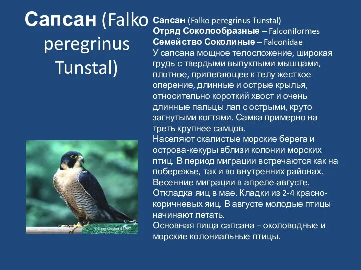 Сапсан (Falko peregrinus Tunstal) Сапсан (Falko peregrinus Tunstal) Отряд Соколообразные –