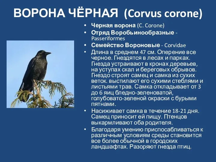 ВОРОНА ЧЁРНАЯ (Corvus corone) Черная ворона (C. Corone) Отряд Воробьинообразные -