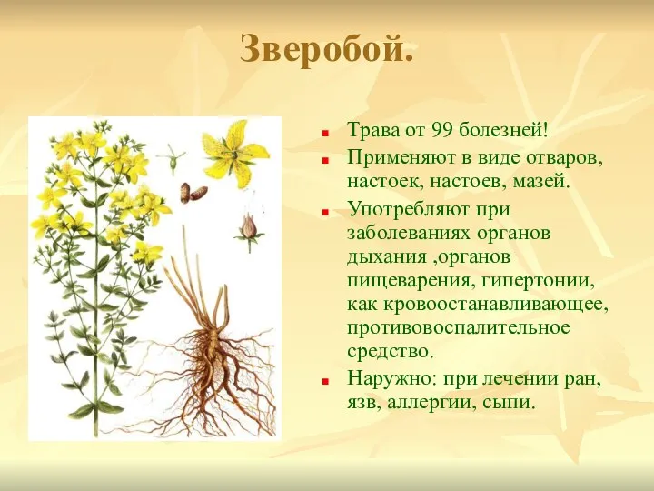 Зверобой. Трава от 99 болезней! Применяют в виде отваров, настоек, настоев,