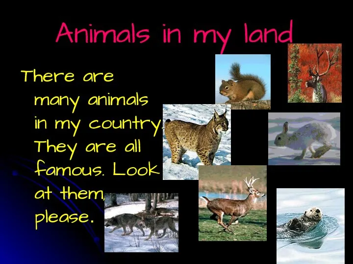 Animals in my land There are many animals in my country.